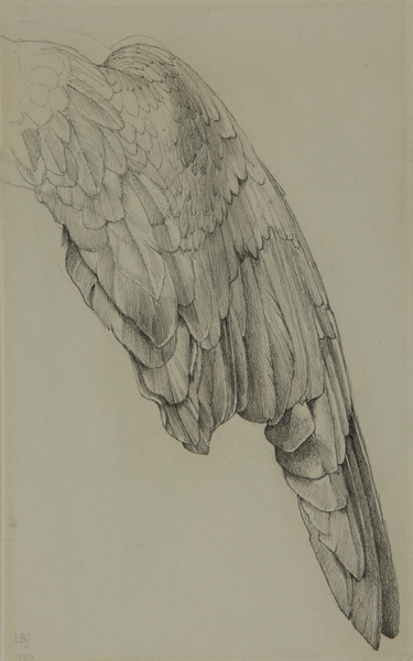 Study of a Wing